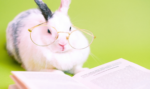 眼鏡をかけて本を読む白いうさぎ